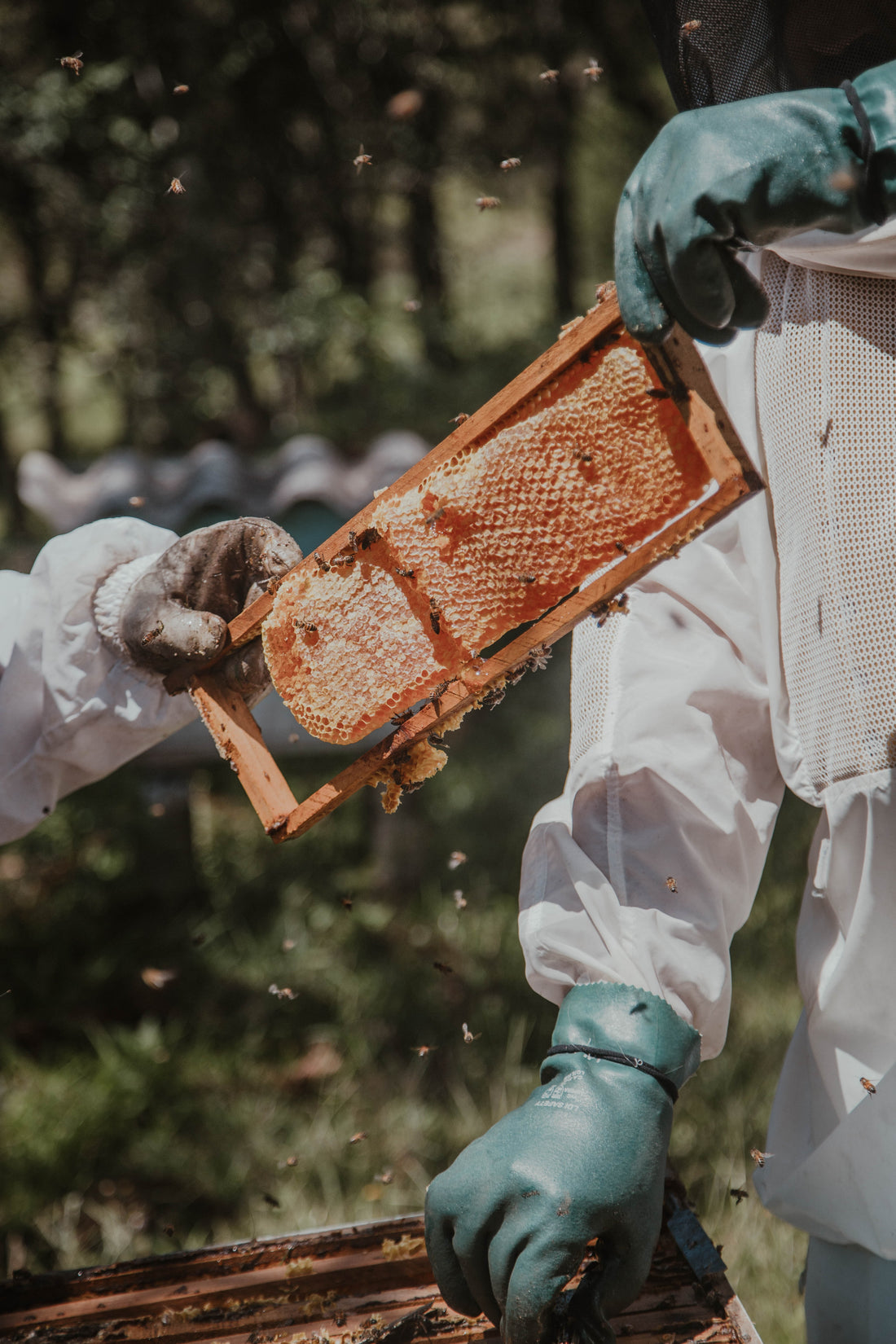 The Honey Harvest