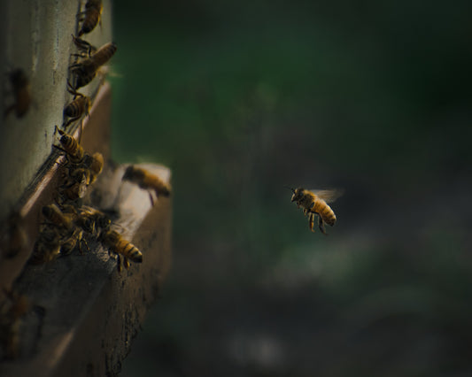 How Bees Make Honey